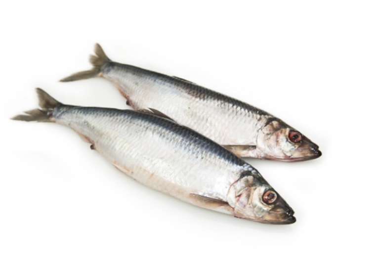 Фото Сельдь Тихоокеанская свежемороженая