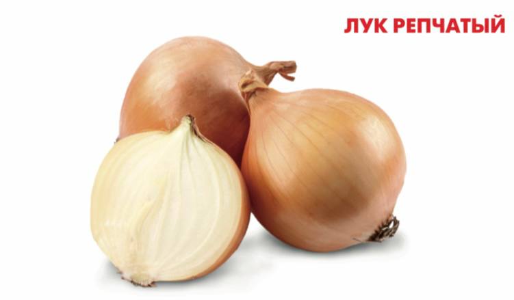 Фото Лук репчатый