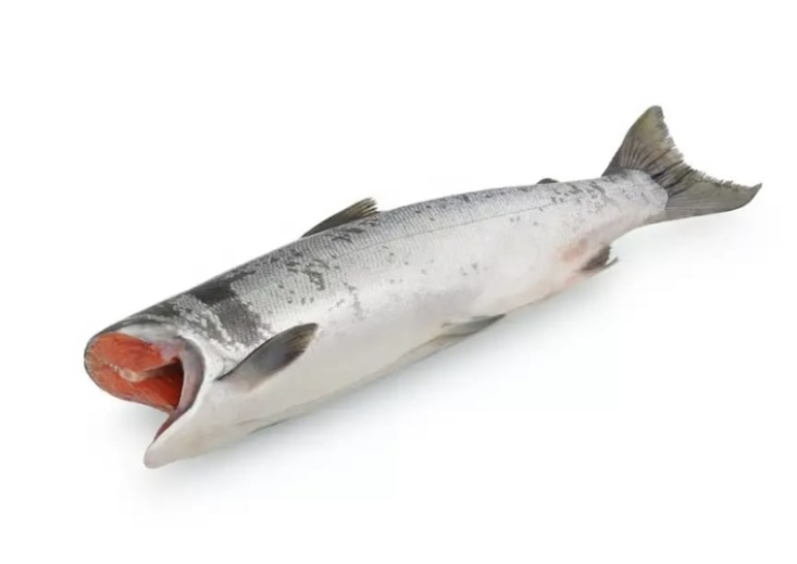 Фото Кета свежемороженая